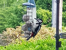 Gethin the woodpecker having a go at the fat balls